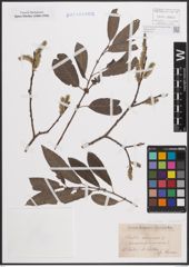 Foto von Salix cinerea L. x Salix purpurea L.